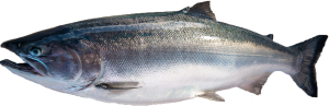 coho salmon